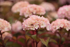 Hydrangea-1.jpg