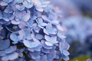 Hydrangea-2.jpg
