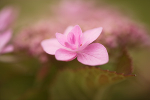 Hydrangea-3.jpg