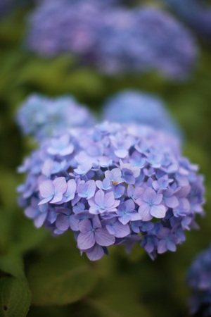 Hydrangea-4.jpg
