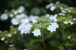 Hydrangea-5.jpg