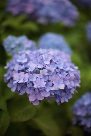 Hydrangea_EOS-5D.jpg