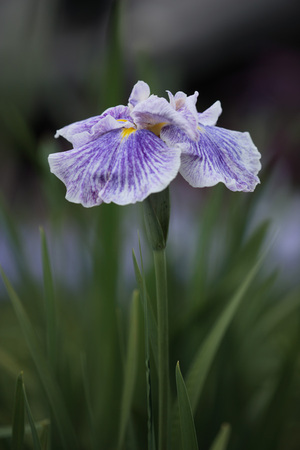 Iris-1.jpg