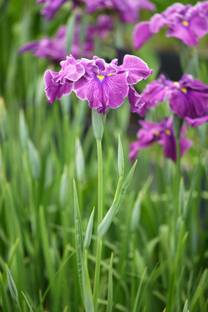 Iris-2.jpg