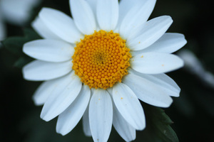 50mmMacro_1X.jpg