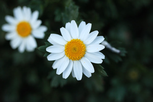 50mmMacro_half.jpg