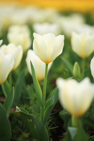 white_tulips_1.jpg