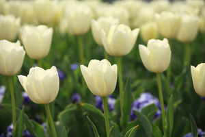 white_tulips_2.jpg