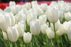 white_tulips_3.jpg