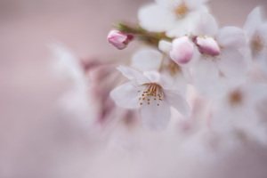 sakura2009_01.jpg