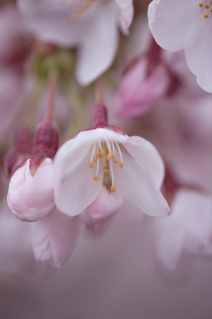 sakura2009_02.jpg