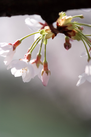 sakura2009_03.jpg