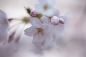 sakura2009_04.jpg