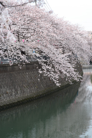 sakura2009_05.jpg