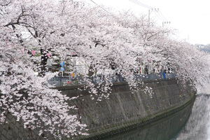 sakura2009_06.jpg