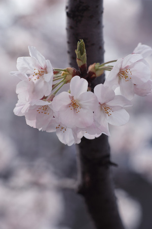 sakura2009_07.jpg