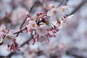 sakura2009_08.jpg