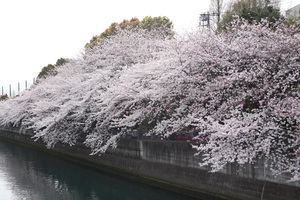 sakura2009_09.jpg