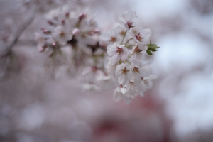 sakura2009_10.jpg