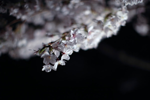 sakura2009_11.jpg