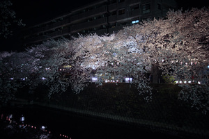sakura2009_12.jpg