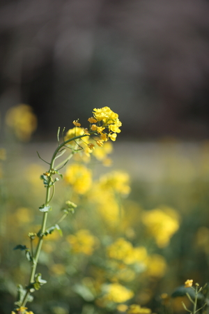 EF85_F1.2.jpg