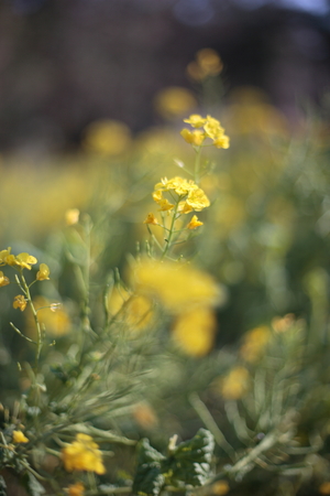 EF_50_F1.4.jpg