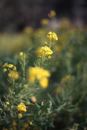 Planar_50_F1.4.jpg