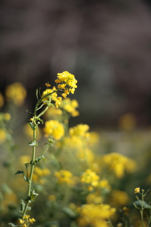 Planar_85_F1.4.jpg