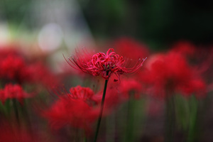 Lycoris2009_1.jpg