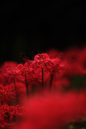 Lycoris2009_2.jpg