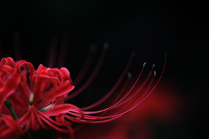 Lycoris2009_3.jpg