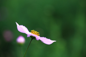 cosmos2009_1.jpg