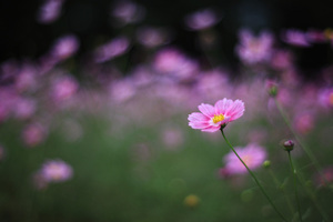 cosmos2009_2.jpg