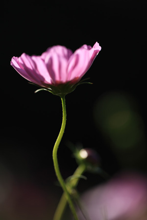 cosmos2009_3.jpg