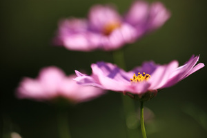 cosmos2009_4.jpg