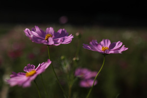 cosmos2009_5.jpg