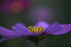 cosmos2009_6.jpg