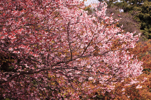 kanzakura_2.jpg