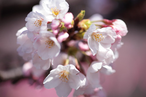 sakura_20100327.jpg