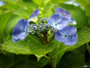 20100614.jpg