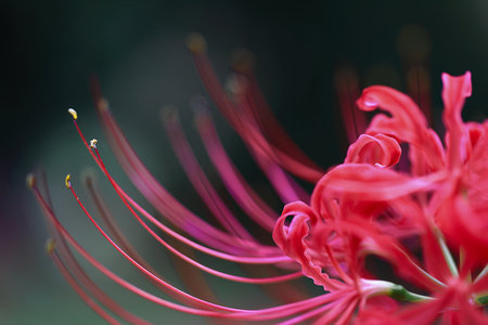 autumn_flowers2012_1.jpg