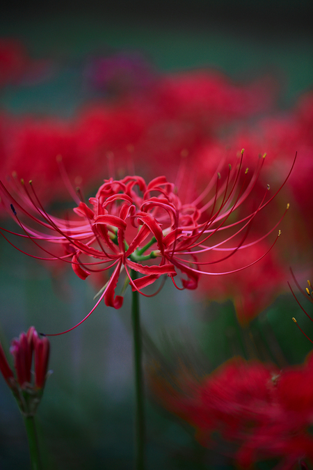 autumn_flowers2012_2.jpg