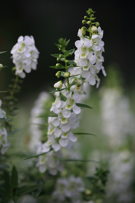 autumn_flowers2012_3.jpg