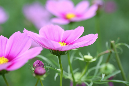 autumn_flowers2012_4.jpg