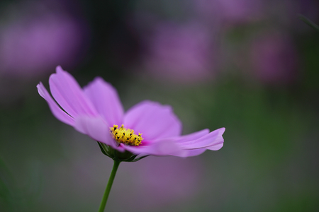 autumn_flowers2012_5.jpg