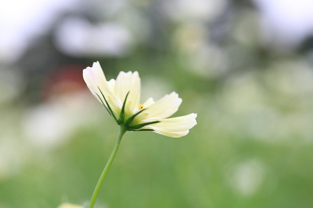autumn_flowers2012_6.jpg