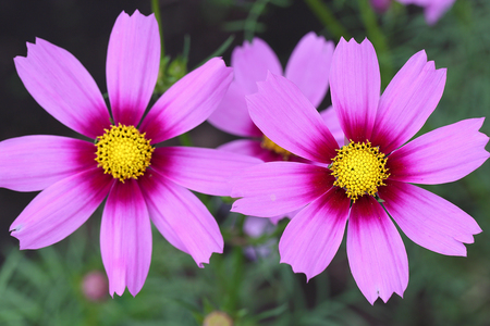 autumn_flowers2012_7.jpg