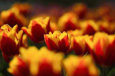 tulip_20140415_01.jpg