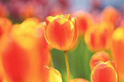 tulip_20140415_02.jpg